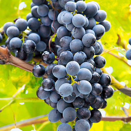 Фото Виноград Саперави северный