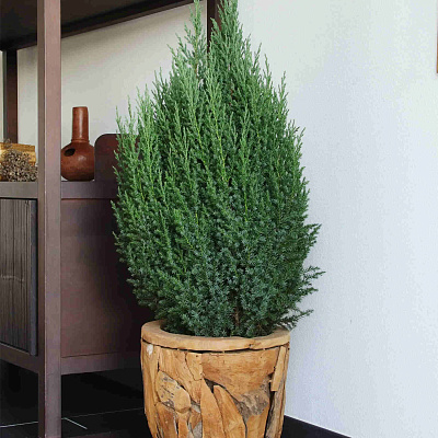 Можжевельник китайский Стрикта