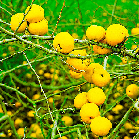 Фото Айва прекрасная Клементина