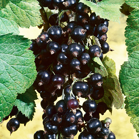 Фото Смородина Добрыня