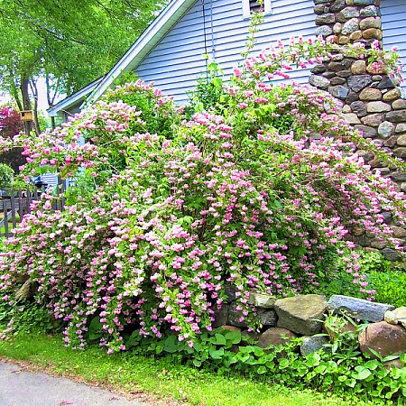 Фото Дейция Кальмифлора