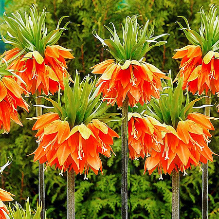 Фото Рябчик Аврора