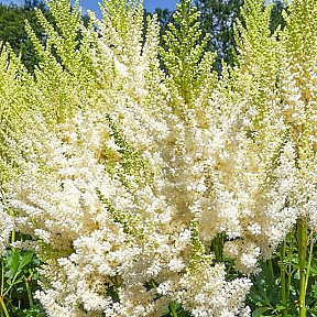 Астильба Айвори перлс