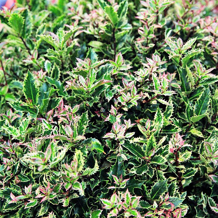 Фото Падуб остролистный Холли