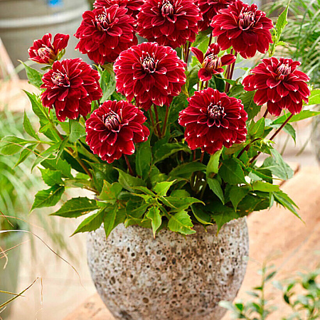 Фото Георгин декоративный Ред Рок