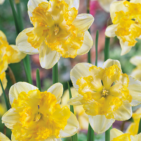 Фото Нарцисс Блэйзинг Старлет