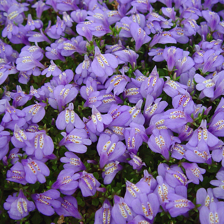 Фото Мазус ползучий