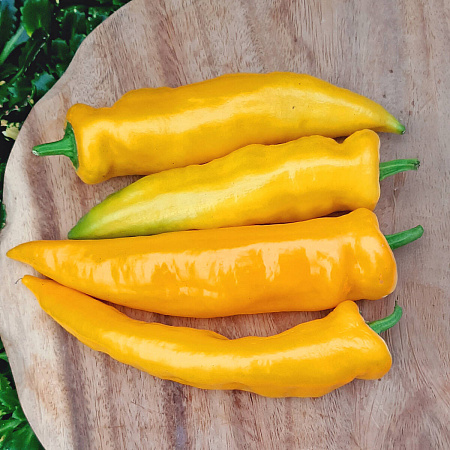 Фото Перец сладкий Орнелла F1
