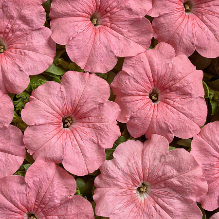 Фото Петуния многоцветковая Иветта