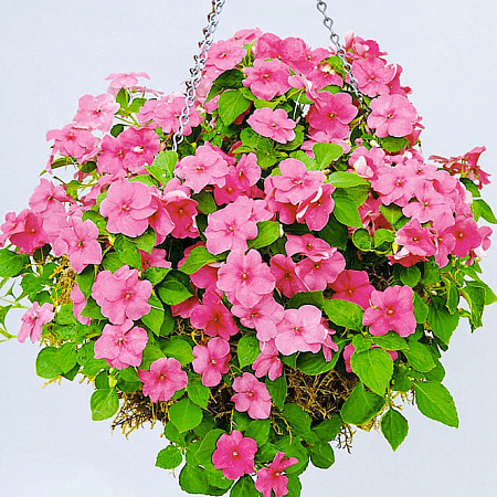 Фото Бальзамин Акробат Розовый