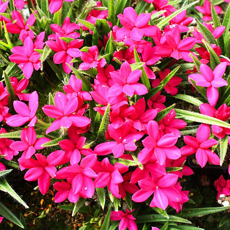 Фото Родогипоксис Красный