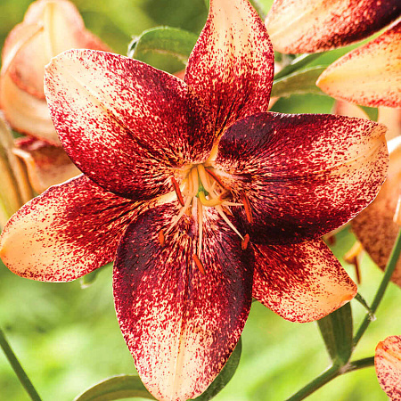 Фото Лилия азиатская Танго Чоклат Ивент