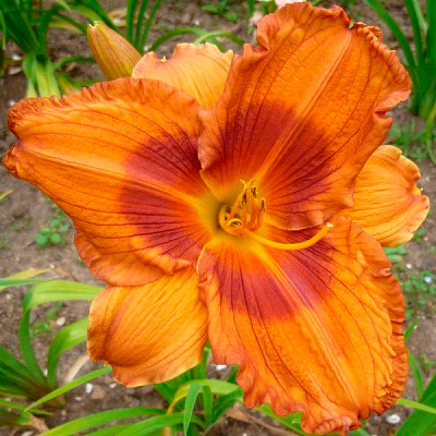 Лилейник Дюк оф Дарем