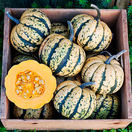 Фото Тыква Свит Дамплинг