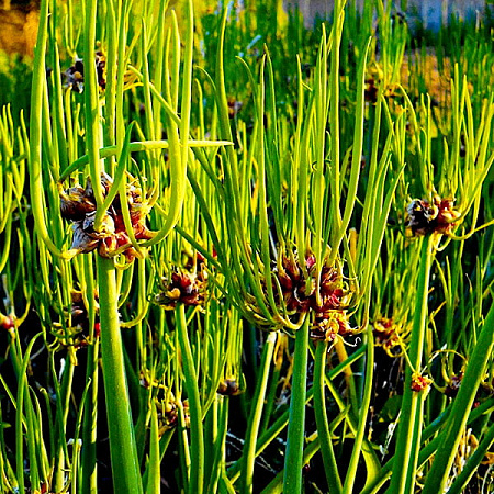Фото Лук многоярусный Челябинский суперранний