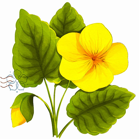 Фото Фиалка восточная