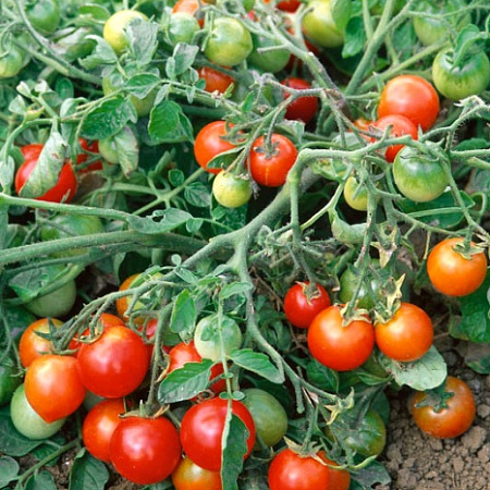 Фото Помидор Дебют F1