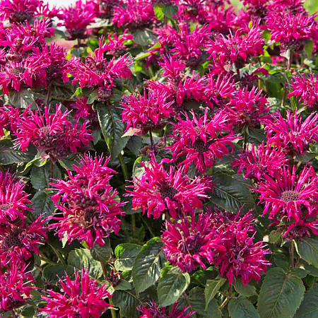 Фото Монарда гибридная Би-Фри