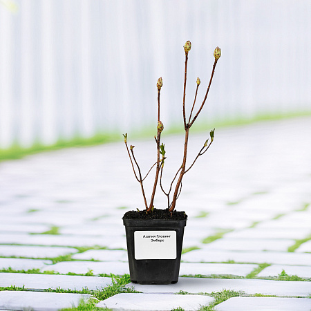 Фото Азалия Гловинг Эмберс