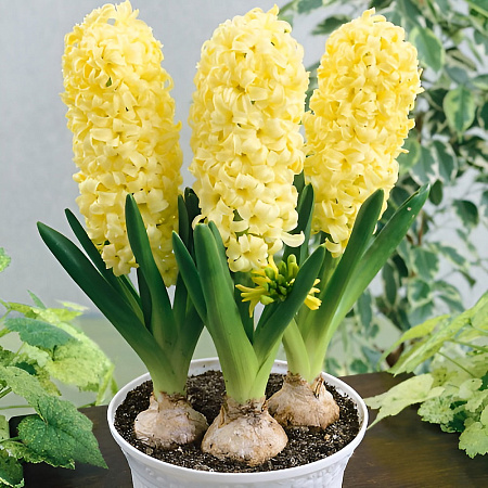 Фото Гиацинт Сити оф Харлем