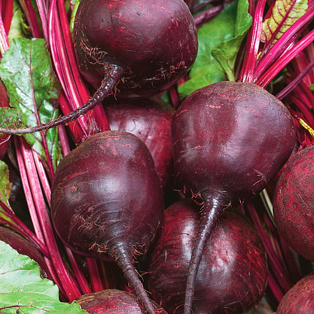 Фото Свёкла Голубка F1