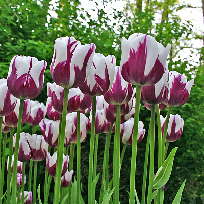 Тюльпан триумф Ремз Фейворит