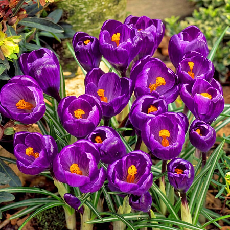 Фото Крокус Флауэр Рекорд