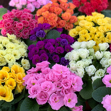 Фото Примула Примлет Цветной ковер