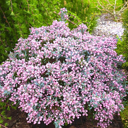 Фото Андромеда многолистная Голубая лагуна