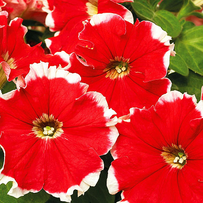 Петуния Калиффо Красная пикоти