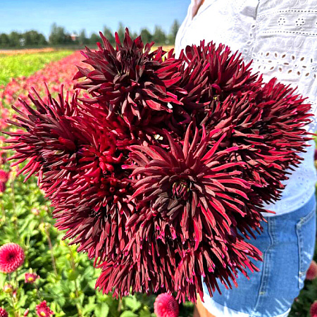 Фото Георгин полукактусовый Блэк Нарцисс