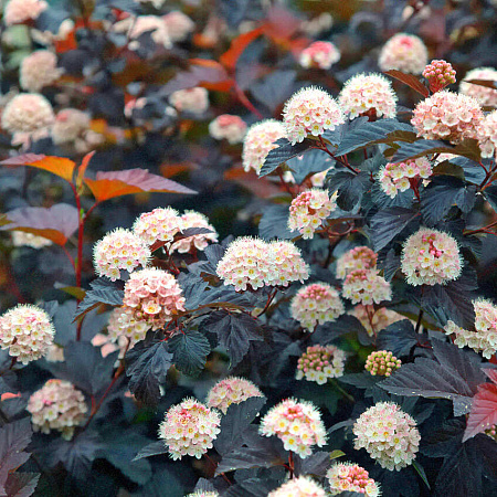 Фото Пузыреплодник Диабло