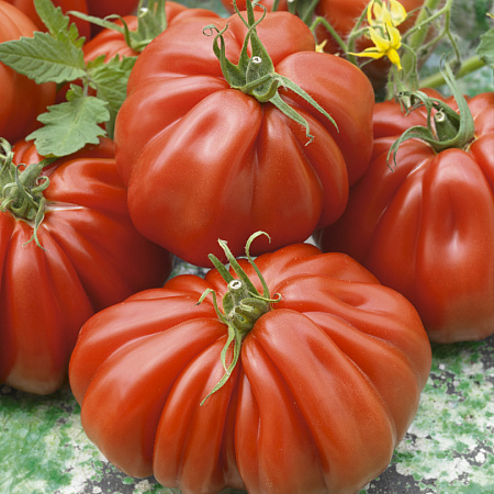 Фото Набор Уникальных помидоров