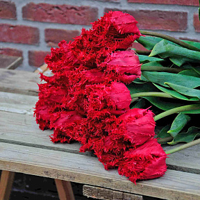 Тюльпан бахромчатый Барбадос