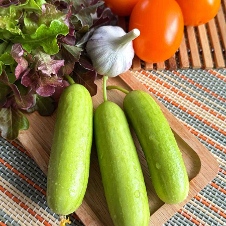 Фото Огурец Квинтон F1