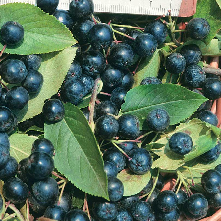 Фото Рябина Черноплодная Неро