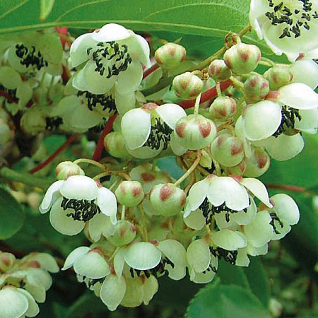 Фото Комплект Актинидий остролистных: Вейки, Джамбо