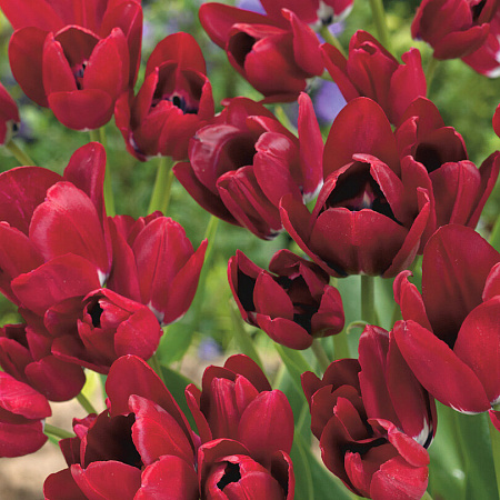 Фото Тюльпан Файери клаб