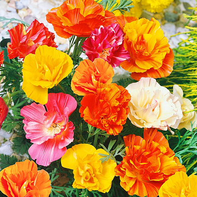 Эшшольция Балерина Яркий набор