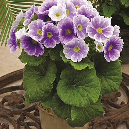 Фото Примула Либре пикоти Голубая