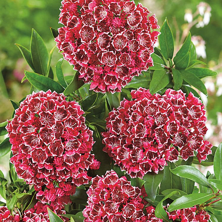 Фото Кальмия Калейдоскоп