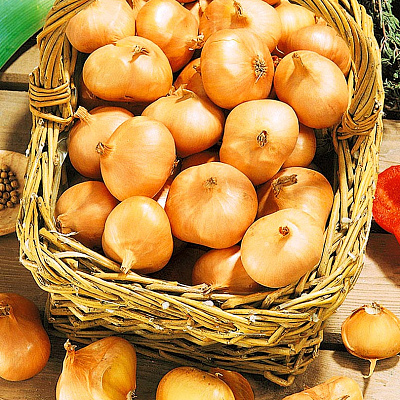 Лук семейный (шалот) Альбик