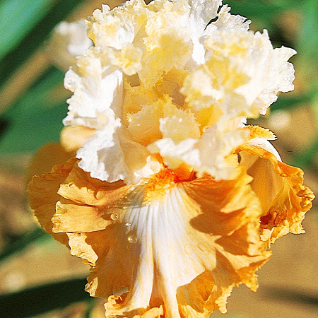 Фото Ирис бородатый Модный дизайнер