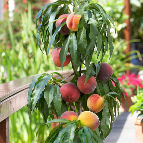 Персик колонновидный Штайнберг