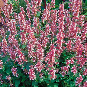 Котовник Фассена Дон ту даск