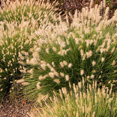 Фото Пеннисетум лисохвостовый Литл Банни