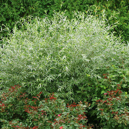 Фото Ива серебристая