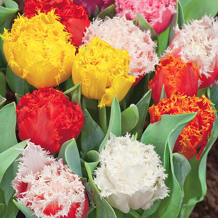 Фото Тюльпан Отрада набор