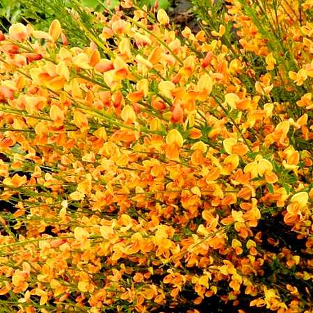 Фото Ракитник Эприкот Джем