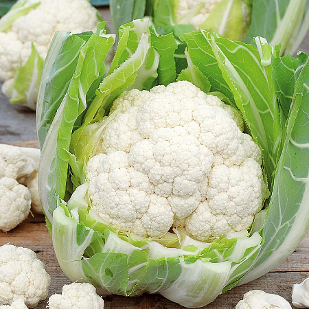Фото Капуста цветная Леканю F1